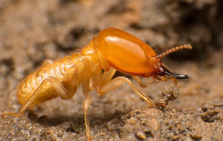 subterranean termite crawling in wood