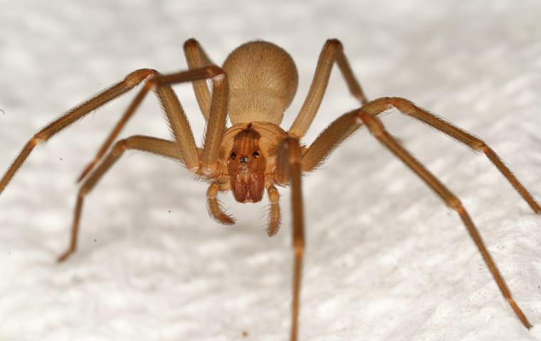 a brown recluse spider crawling inside a mckinney texas home