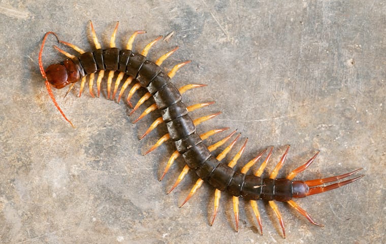 a centipede crawling on the floor of a garage in mckinney texas