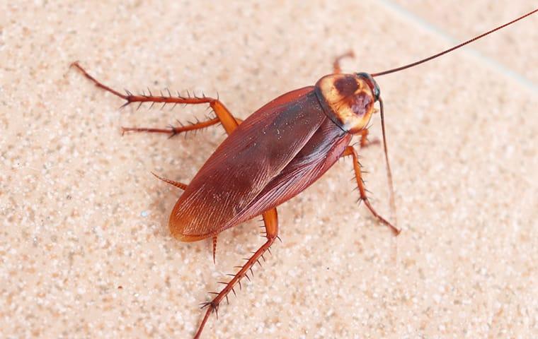 an american cockroach crawling on the floor of a mckinney texas property