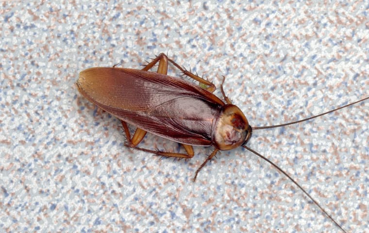 an american cockroach crawls on the floor in a mckinney texas office