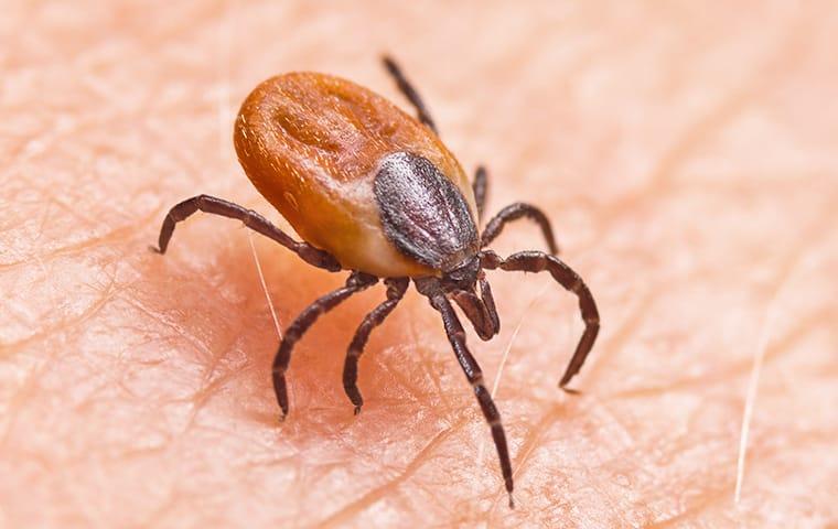a deer tick crawling on skin to bite a resident of fairview texas