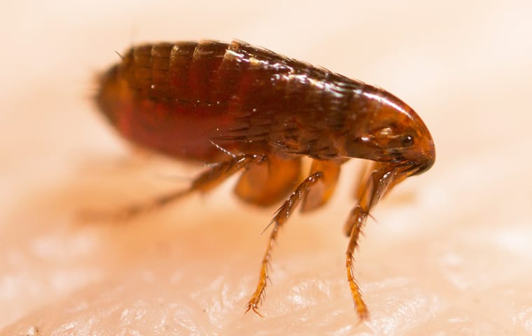 a flea crawling on a persons skin in mckinney texas