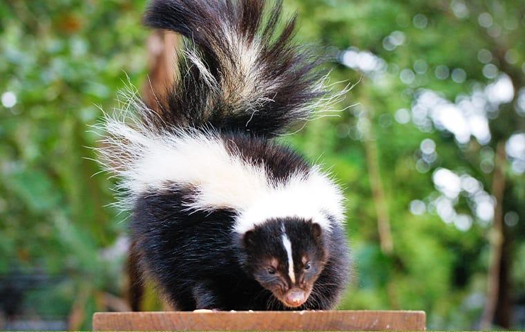 Pest Library Of Common Pests a skunk standing on a bench in a mckinney texas yard