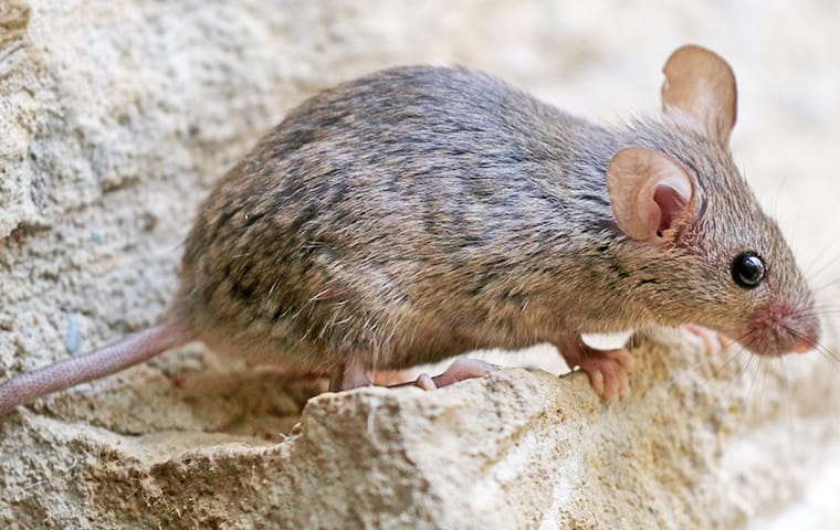a house mouse crawling near a foundation in mckinney texas