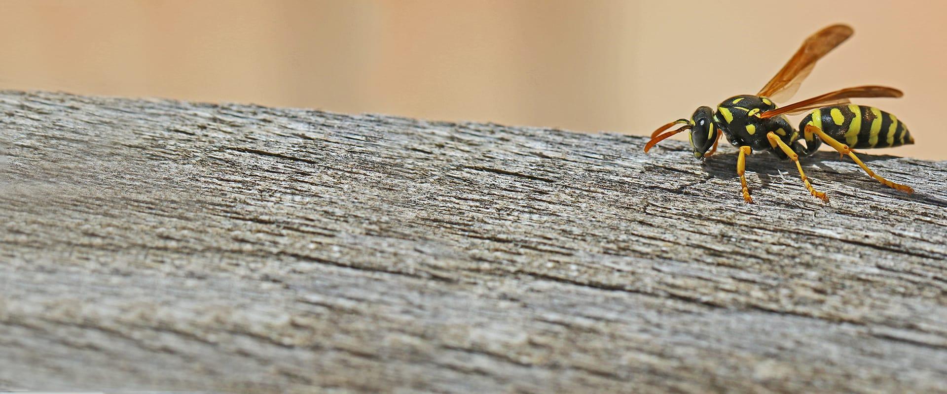 a wasp crawling on a wooden fence in mckinney texas