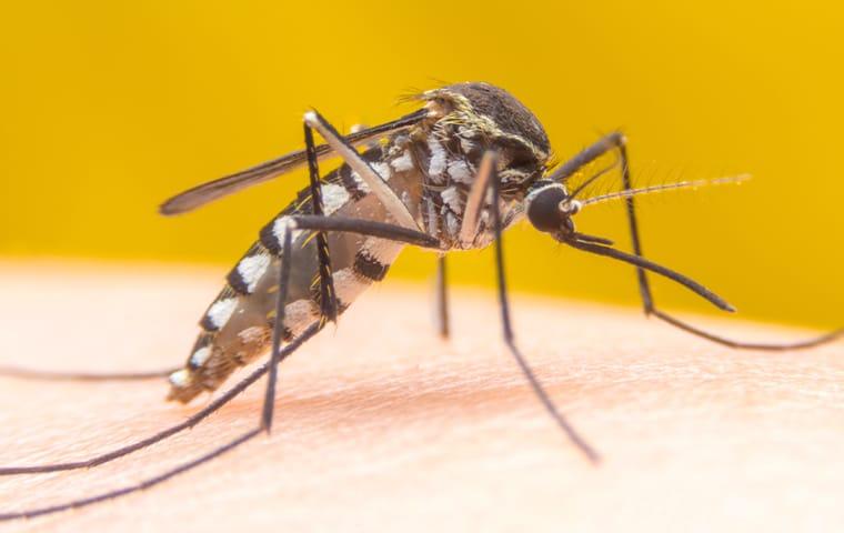 Prevent Itchy Bites With Our Mosquito Control a mosquito crawling on the arm of a frisco texas resident