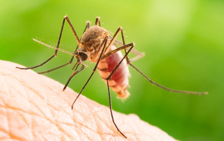 Your Guide To Mosquitoes In McKinney, TX | Around The Block Pest Control