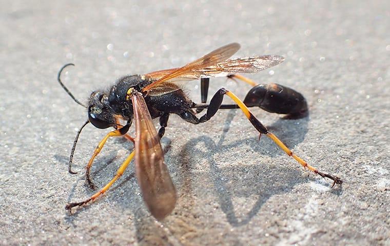 a mud dauber wasp resting on a stone fence in a plano texas yard