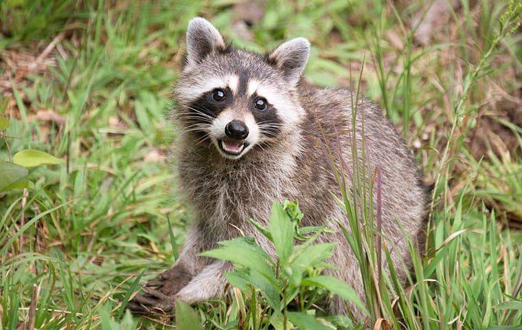a raccoon eating food in a yard in mckinney texas