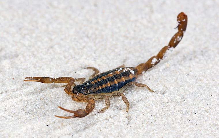 a scorpion crawling inside a home in melissa texas