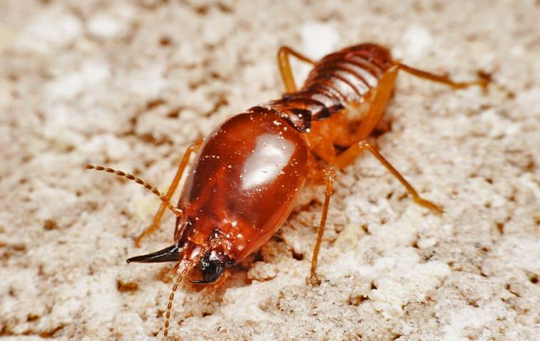 an eastern subterranean termite crawling on the ground outside of a home in van alstyne texas