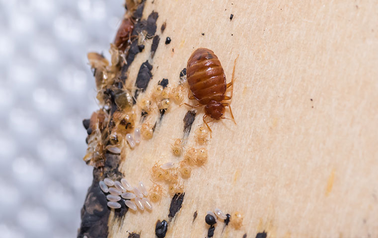 Bed Bug Control TX, OK, AZ, CO & UT - White Knight Pest Control