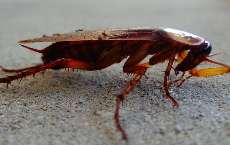 up close image of an american cockroach crawling on the floor of a home