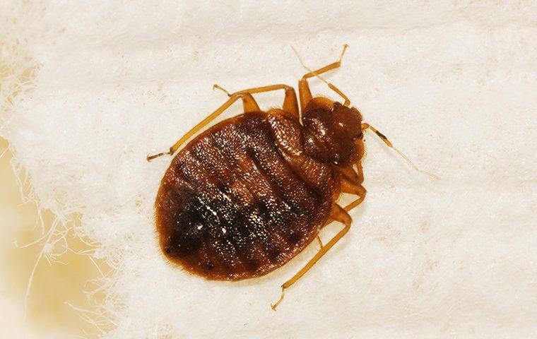 a bed bug on their back