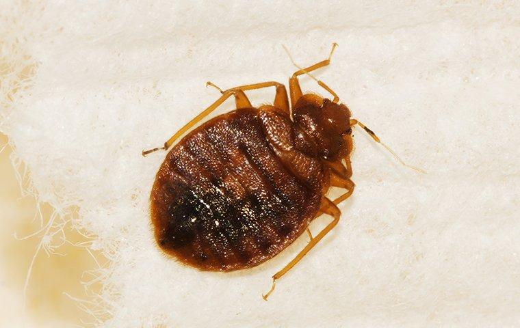 Bed Bug Report Hawaii