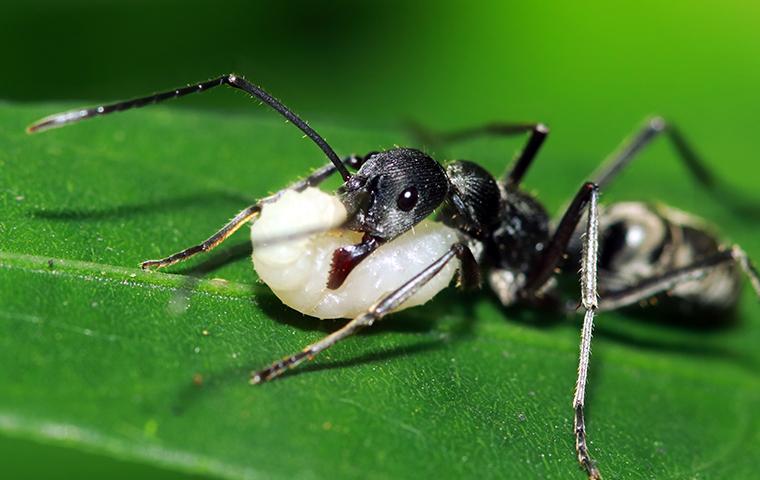 black ant with larvae