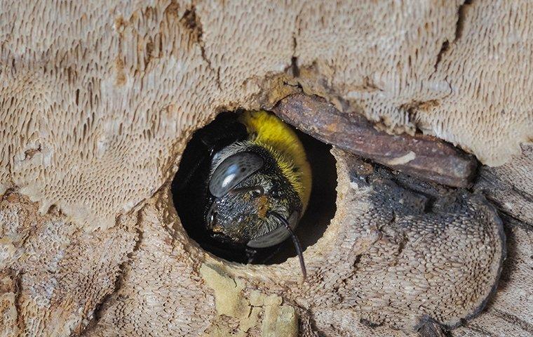 a carpenter bee crawling in a hole in wood