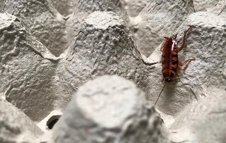 cockroach on egg carton