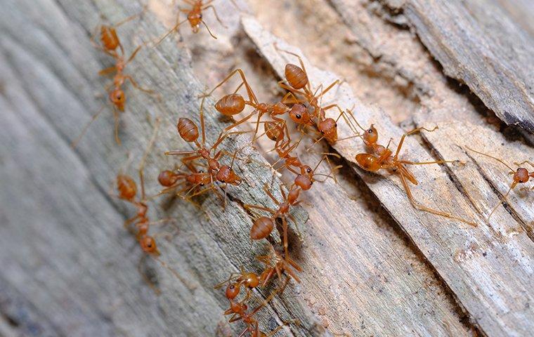 blog-honolulu-s-quick-reference-guide-to-ant-identification