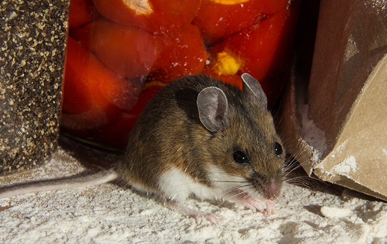 a house mouse crawling in flour