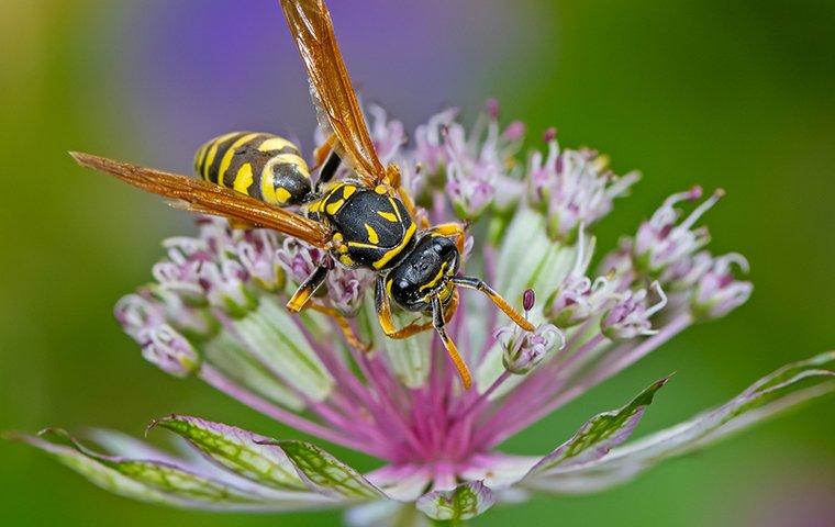 https://cdn.branchcms.com/kRAdJe7Yjg-1401/images/blogs/paper-wasp-on-a-little-purple-flower.jpg