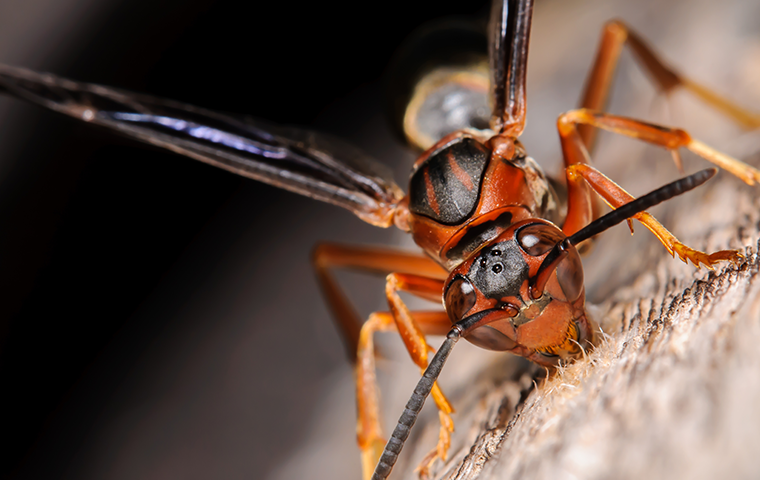 Mud Daubers  Pest Information & Prevention Tips