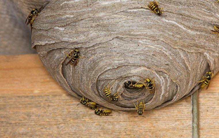wasps flying around their nest