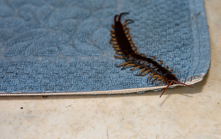 a centipede crawling on a rug inside a home