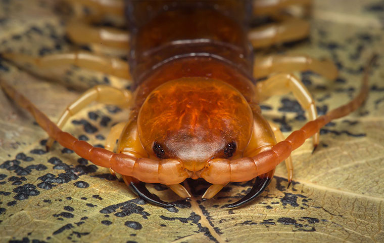 a close up of a centipede