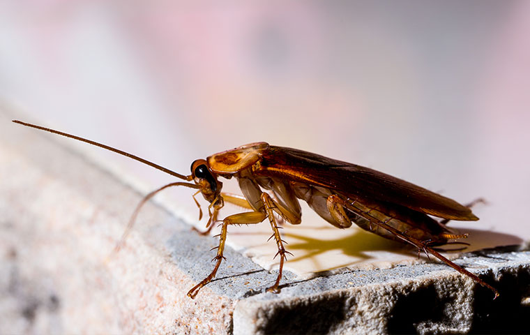 an american cockroach outside a home