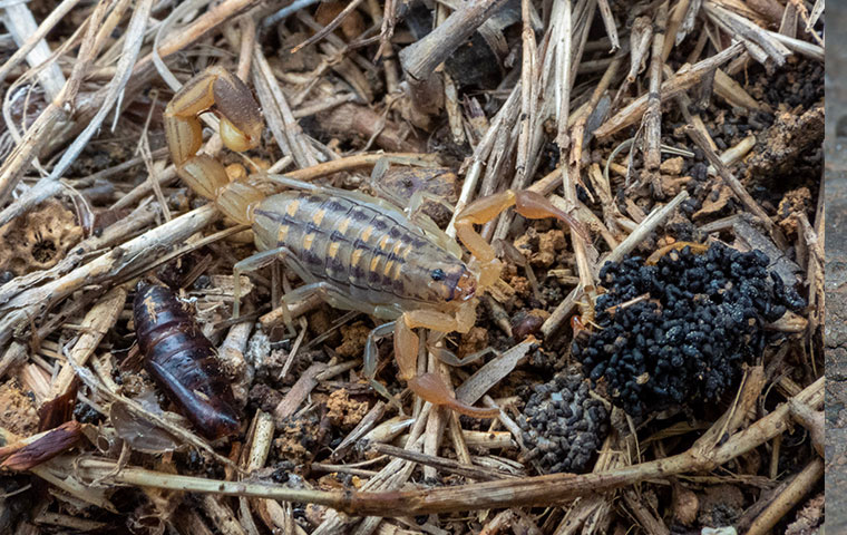 a lesser brown scorpion crawling on the ground outside a home