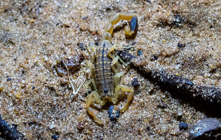 a lesser brown scorpion crawling outside a home