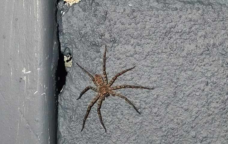 a spider crawling on the exterior wall of a home