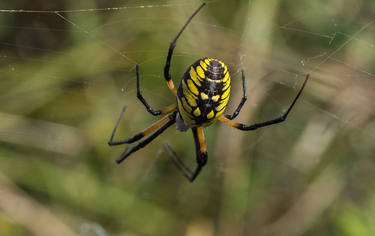 a yellow garden spider crawling on a web