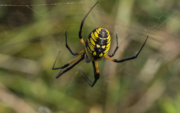 Spiders - Control of pest spiders in the garden.