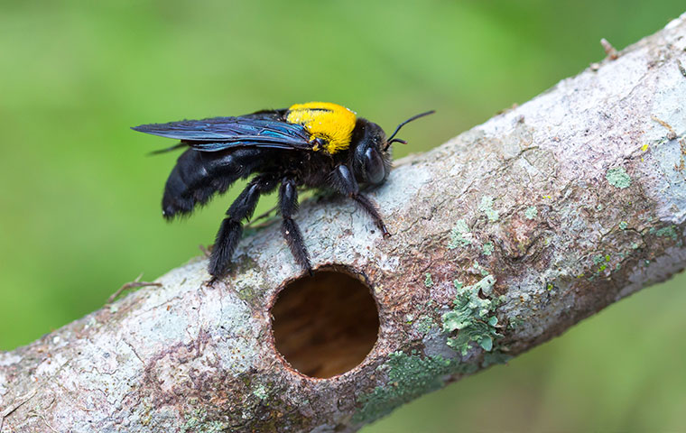a carpenter bee crawling on a tree branch