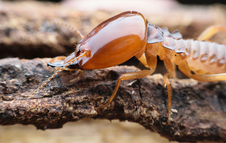 a termite on a piece of structural wood