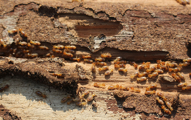 Termite Control Homestead