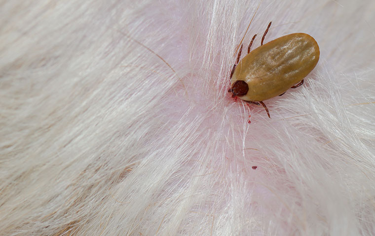 a brown dog tick embedded in a dog