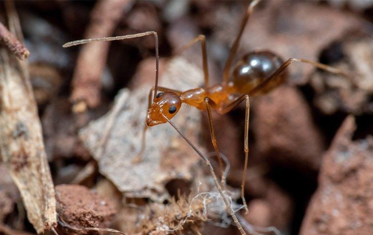 an ant crawling on the ground outside of a home on east caicos