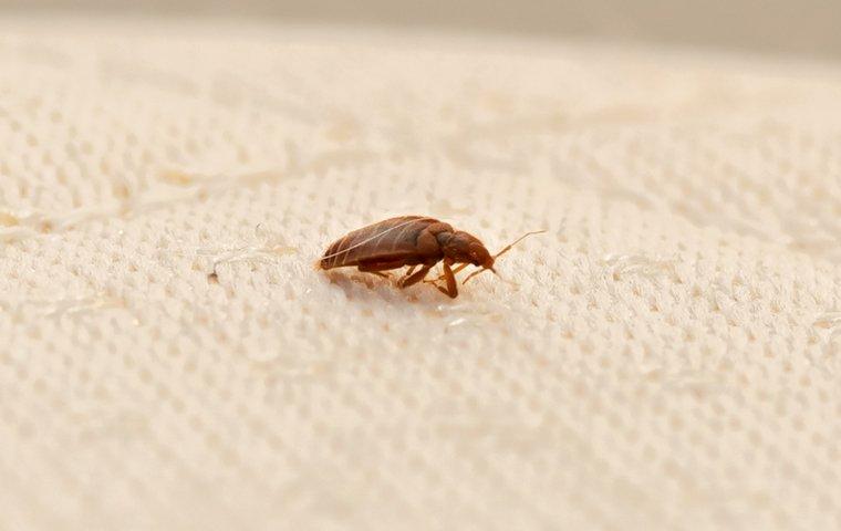 a bed bug crawling on top of a bed in a home on grand turk island