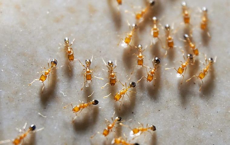 dozens of ants crawling on the floor of a home in providenciales
