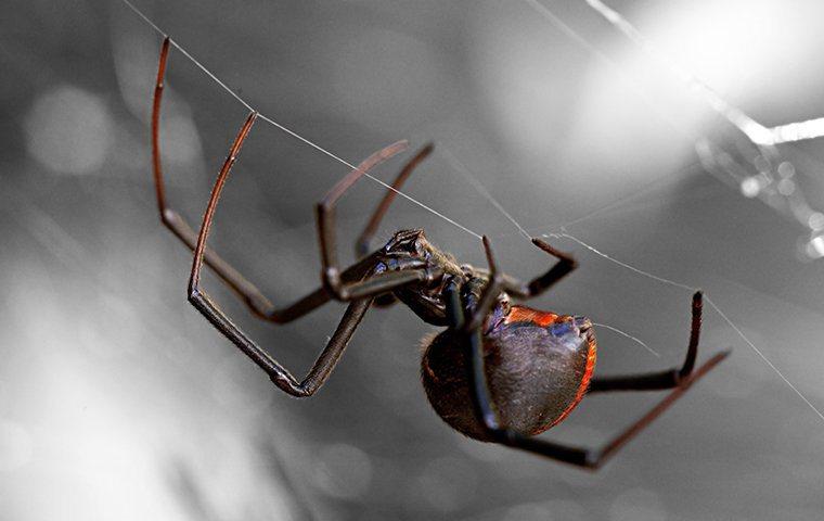 a black widow spider on a web