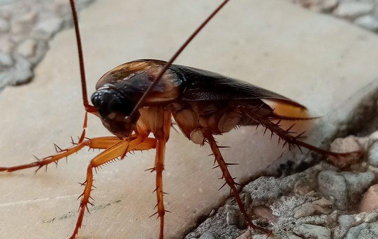 a cockroach crawling on a tile near a home