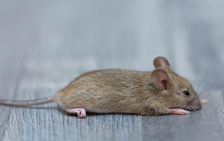 a house mouse in a living room