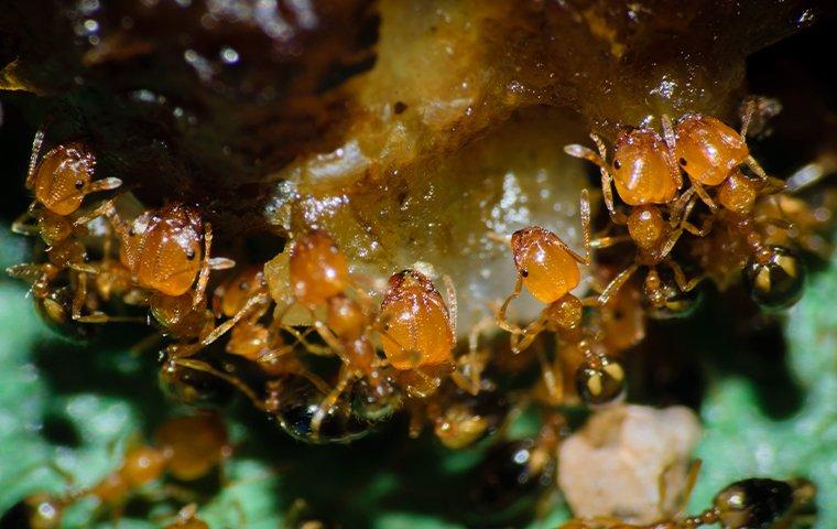 pharoah ants crawling on food