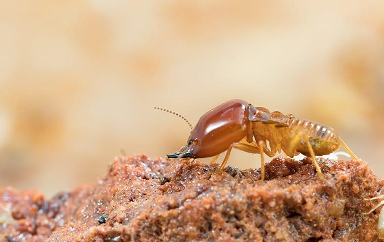 a termite crawling on damaged wood at a home on north caicos island
