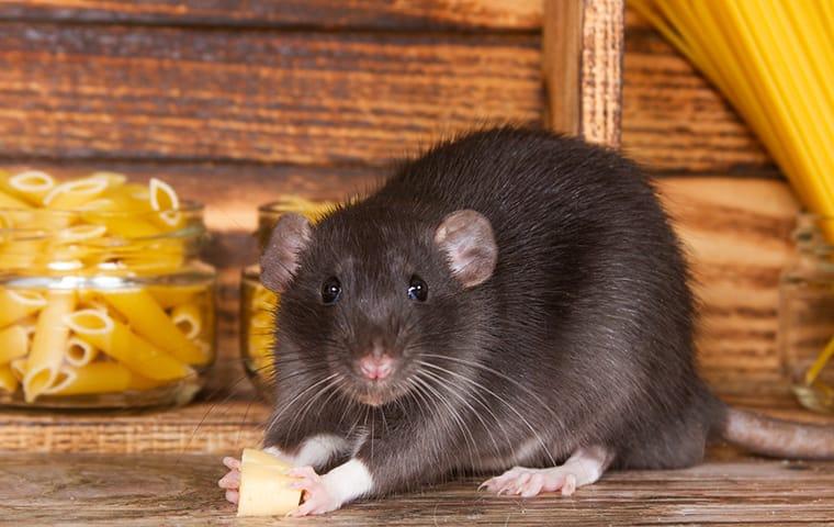 a large rat eating food in a pantry in a home on east caicos island