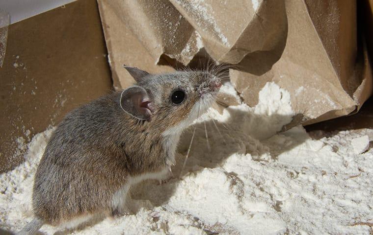 a rat in a pantry in a home on east caicos island